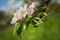 Birnbaumblüte von gelibolu
