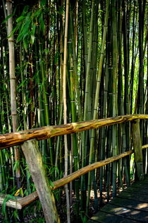 Bambusgarten von gugigei