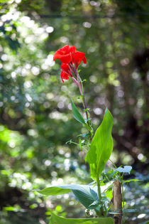 Rote Blume in der grünen Wildnis von Gina Koch