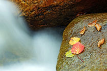 Herbst Blätter in Vermont von Borg Enders