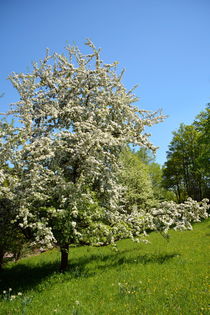 Apfelbaum by gugigei