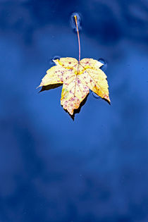Herbst Blatt by Borg Enders