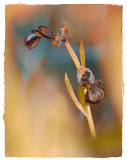 Orchidee-in-andalusien-2