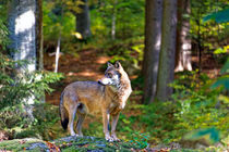 Wolf im Bayerischen Wald by Borg Enders