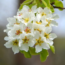 Birnenblüten by gugigei