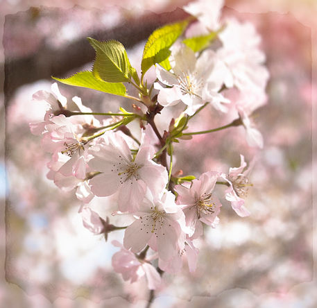 Tender-blossoms