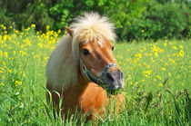 Shetland Pony Willy by AD DESIGN Photo + PhotoArt