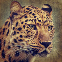 Leopard Portrait by AD DESIGN Photo + PhotoArt