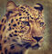 Leopard-portrait