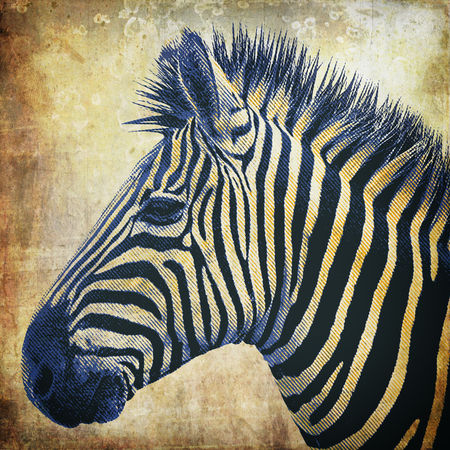 Zebra-portrait-popart
