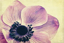 Beauty - Anemone von AD DESIGN Photo + PhotoArt