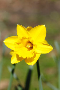 Gelbe Narzisse, auch Osterglocke (Narcissus pseudonarcissus) von Torsten Krüger