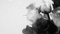 Rosenbild schwarz Weiß  by artofirenes