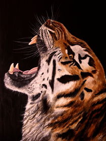 Tiger by Conny Krakowski