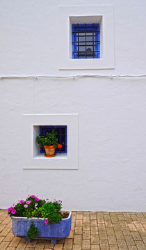 white wall and flower by emanuele molinari