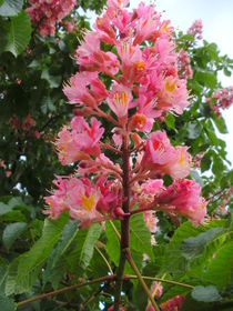 Rote Kastanienblüte by rosenlady