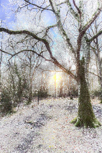 The Snow Forest Art von David Pyatt