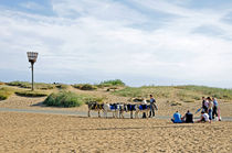 Seaside Donkeys Waiting for the Children von Rod Johnson