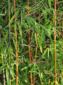 Bambus jiuzhaigou, fargesia, bamboo by Dagmar Laimgruber