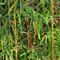 Bambus-jiuzhaigou1-4516pe