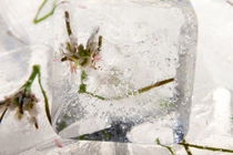 Grasblüte in Eis 1 von Marc Heiligenstein