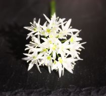 Sternchenbündel - Bärlauchblüte von mindfullycreatedvibrations