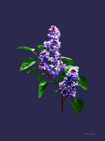 Spray of Lilacs by Susan Savad