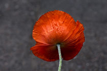 roter Mohn by fotolos