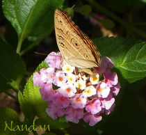 Butterfly on Flower by Nandan Nagwekar