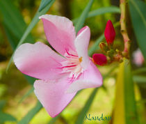Delicate Pink by Nandan Nagwekar
