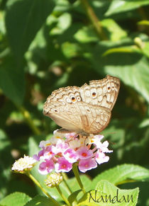 Butterfly on Flowers by Nandan Nagwekar
