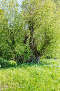 Weidenbaum im Frühjahr von Erhard Hess