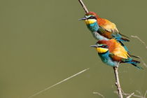 Prigoria (Merops apiaster) von Sorin Lazar Photography