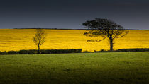 Rapeseed field by Leighton Collins