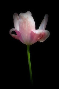 Tulip by Twilight by CHRISTINE LAKE