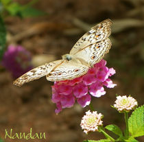 Butterfly on Flower by Nandan Nagwekar