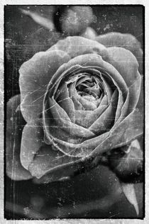 Rose of grey by pictures-from-joe