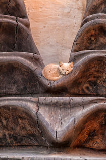 Eine kleine Katze mit rotem Fell liegt entspannt in einem Kunstwerk aus Holz by Gina Koch
