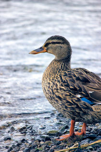 Lone Mallard Duck by Vicki Field