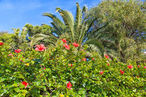 Großer Busch mit leuchtend roten Hibiskusblüten von Gina Koch