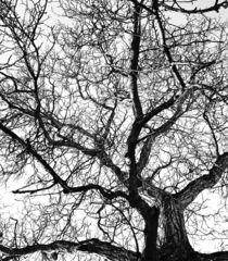 Baum schwarzweiß von walter steinbeck