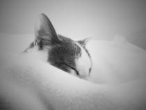 Katze Portrait schläft von walter steinbeck