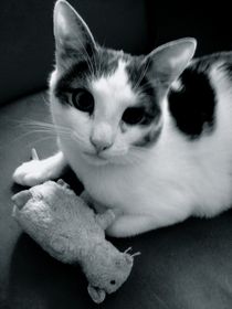 Katze maus Porträt von walter steinbeck