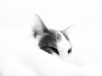 Katze Versteck by walter steinbeck