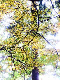 Herbstbaum von walter steinbeck