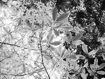 Leaves von walter steinbeck