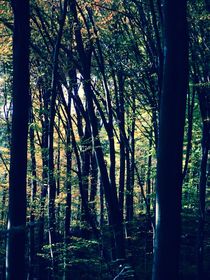 Wald mystisch von walter steinbeck