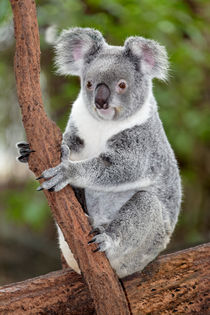 Koala in Eukalyptus Baum von Norbert Probst