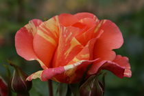 Rosenblüte von lichtbildersalon