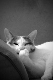 Katze Couchpotato von walter steinbeck